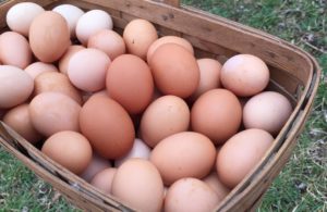 front9farm fresh eggs 1