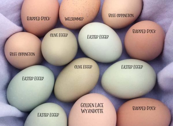 what-makes-eggs-different-colors-adirondack-harvest