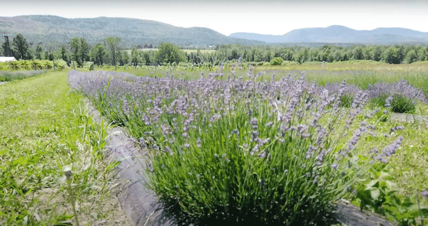 Adirondack View Vineyard and Lavender