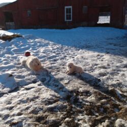 pups5