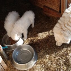 pups7