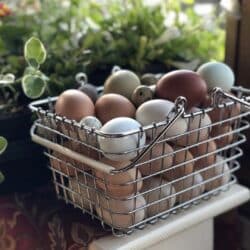 eggs in basket near plants