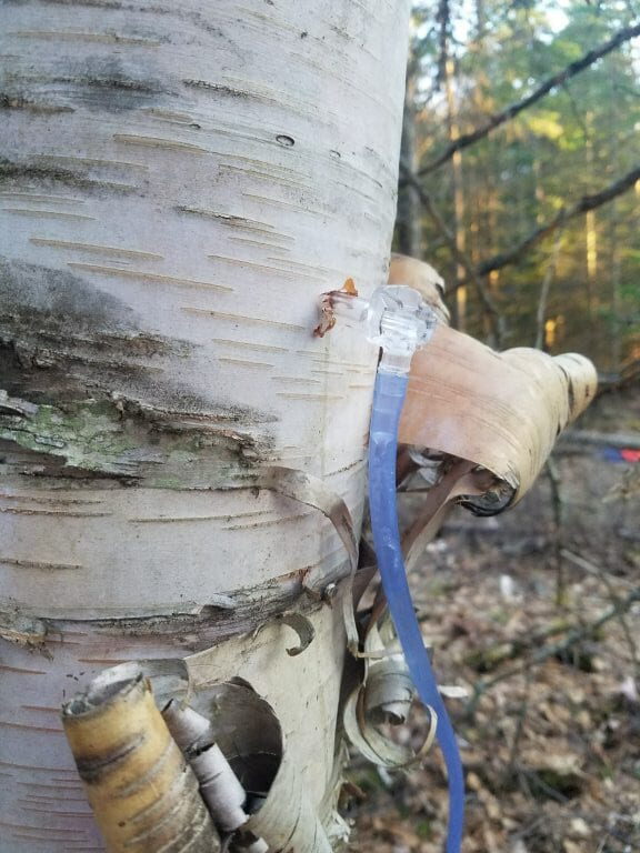 A birch tree with a sap tap inserted into the cambium through the outside bark.