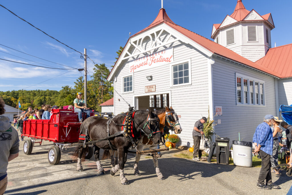 Lucky Clover Sleigh Rides giving draft horse carriage rides at the 2025 Adirondack Harvest Festival. Photo by Katie Kearney.