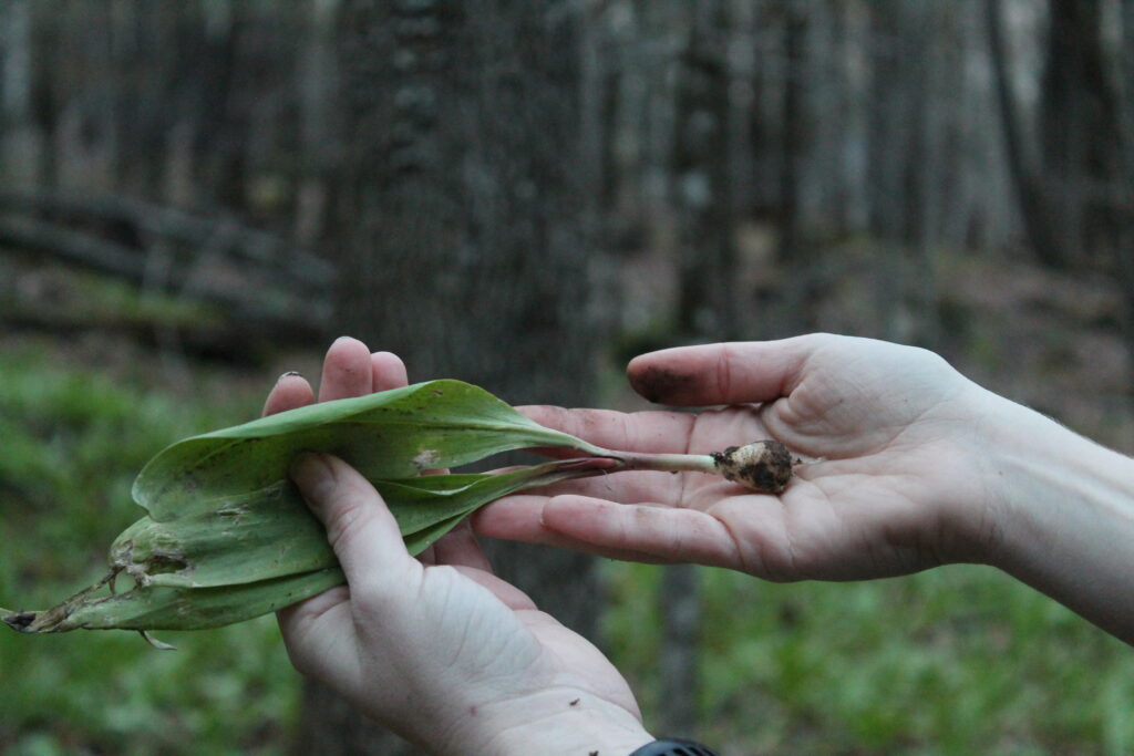 Hands holding a ramp plant with root bulb, stem and leaf
