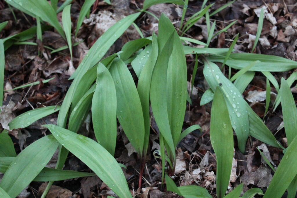 Green leaves growing among brown leaves on forest floor