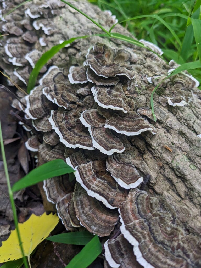 Fungi growing on tree bark in forest