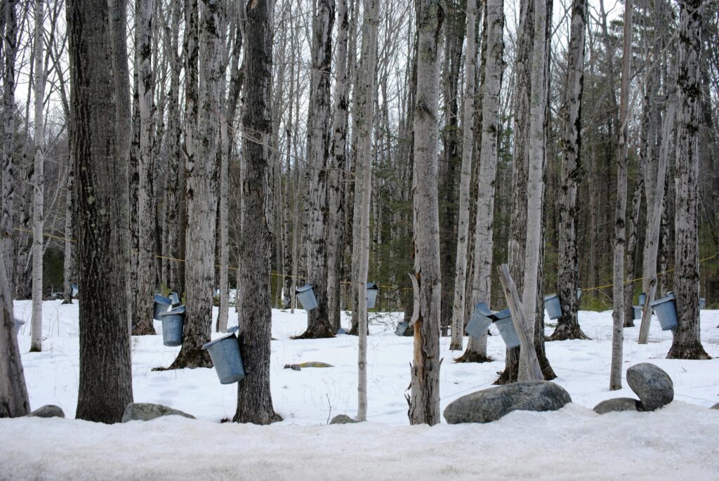 Maple syrup buckets hanging on trees in snowy forest