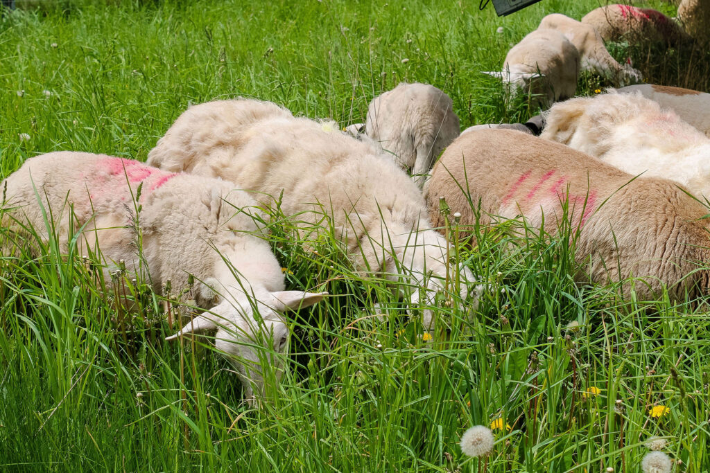 Sheep resting in lush green grass