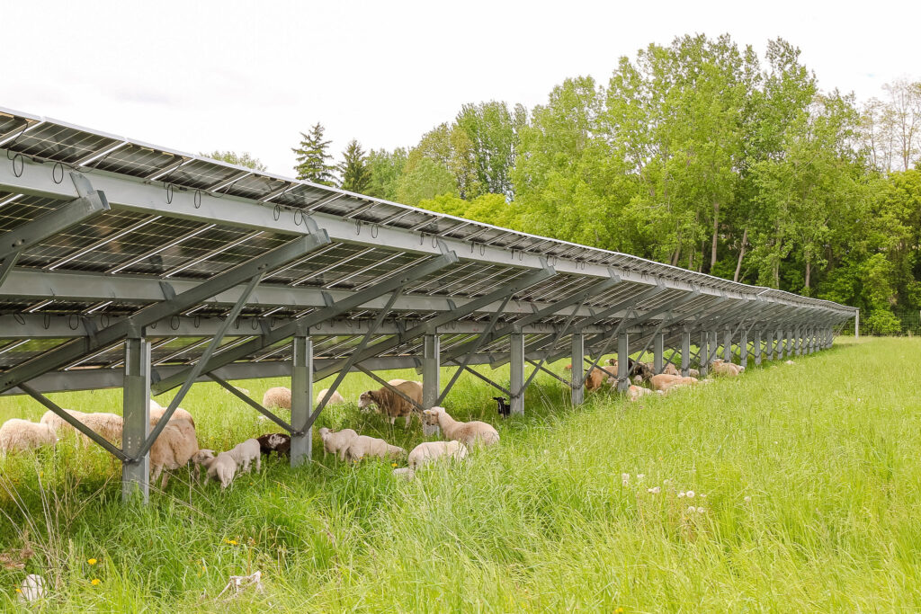Sheep grazing under solar panels in a green field