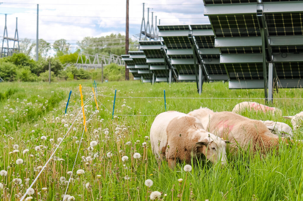 Sheep grazing beneath solar panels in green field