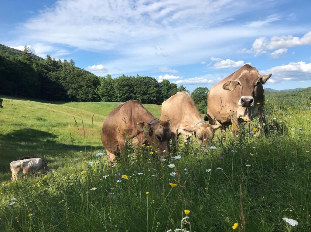 Cows grazing in a flower-filled meadow