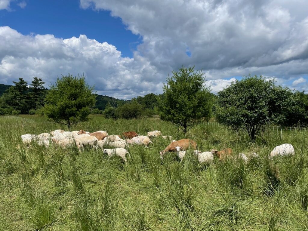 Sheep grazing in a green pasture under cloudy sky