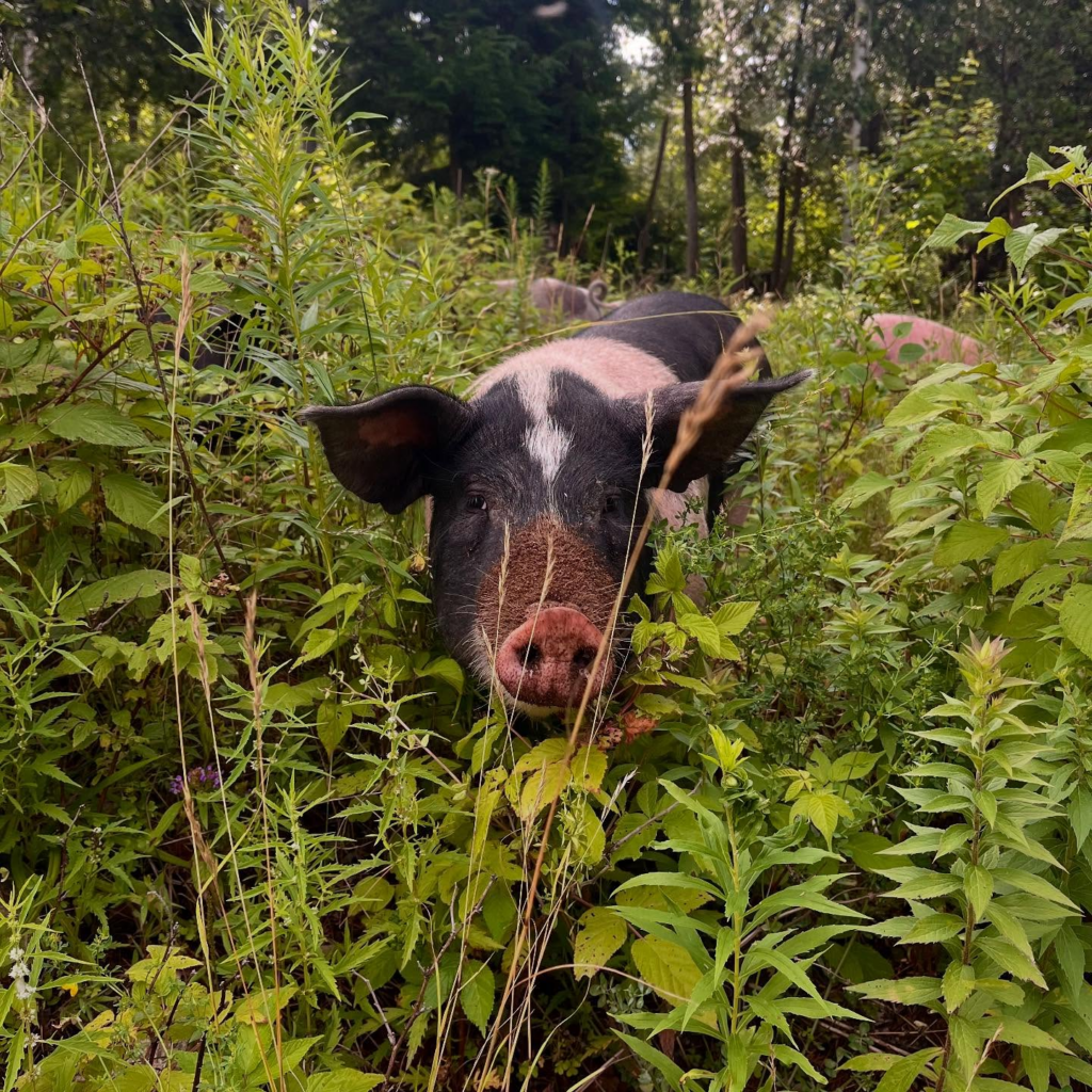 Black and white pig in tall green grass
