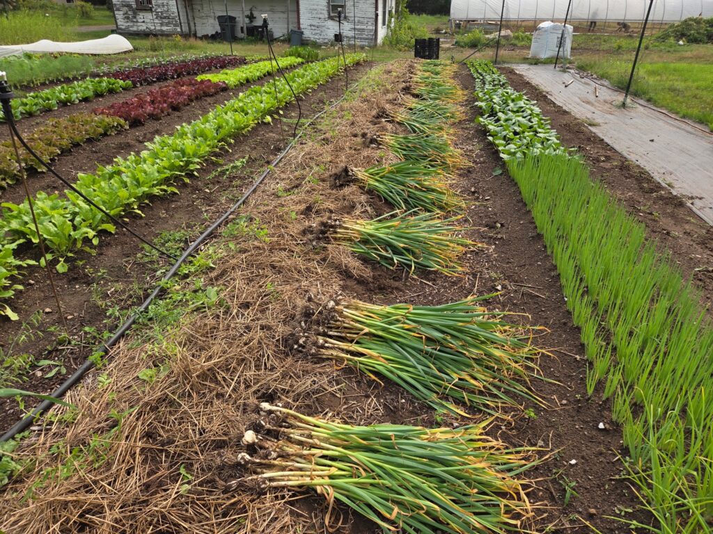 Farm garden with rows of onions, lettuce, and spinach