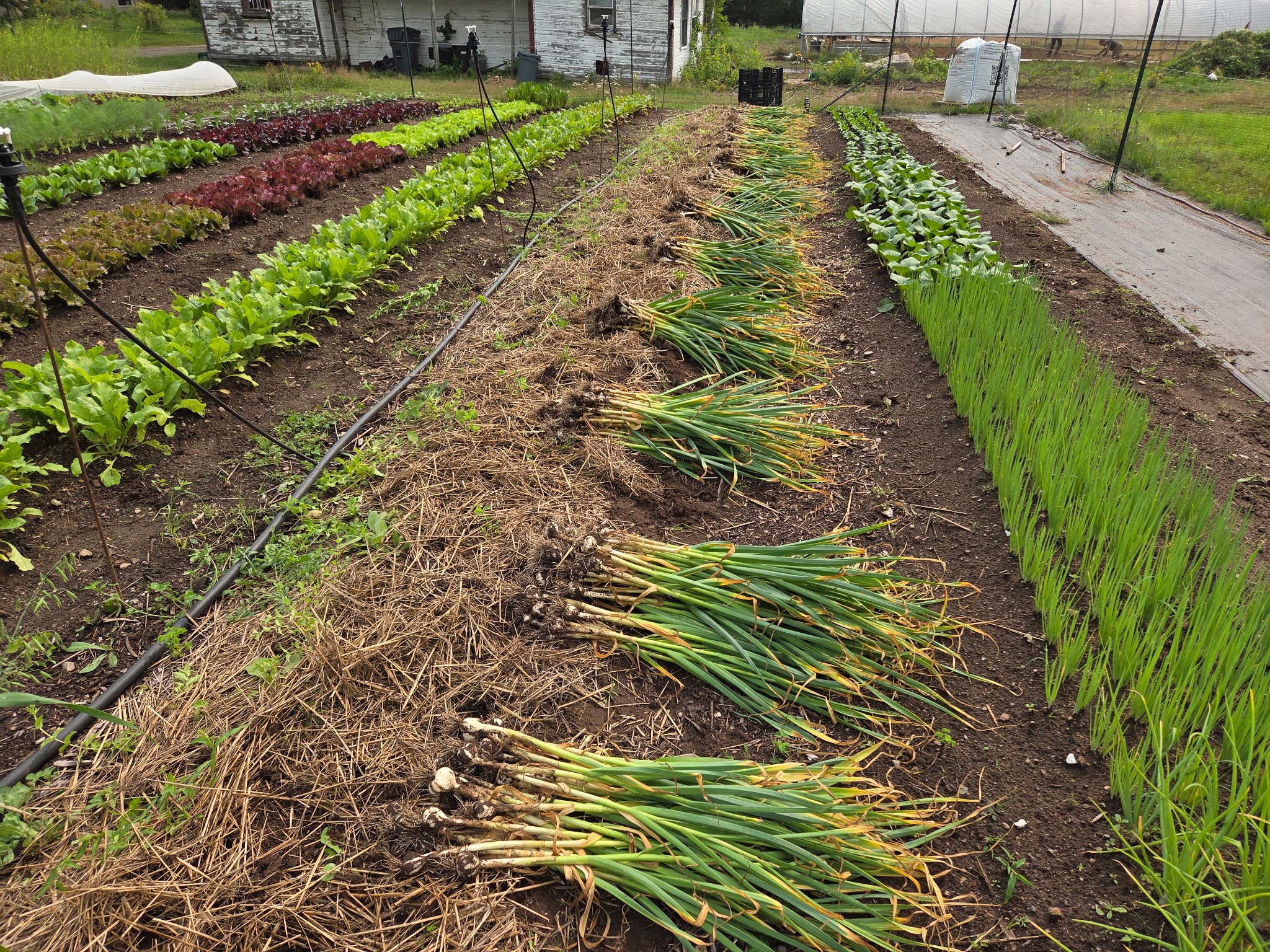 Farm garden with rows of onions, lettuce, and spinach
