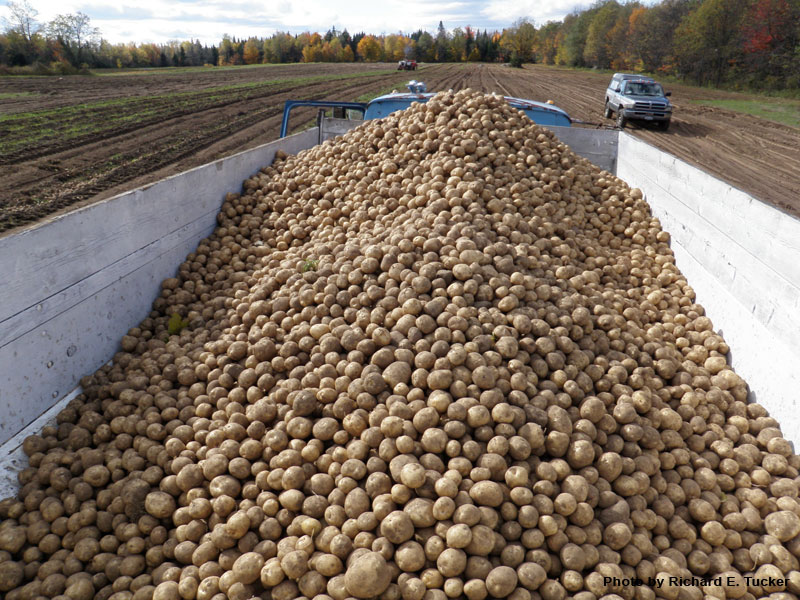 Truck filled with harvested potatoes in a field