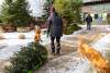 Adirondack-Grown Christmas Magic at Moody Tree Farm