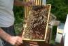 Boquet Valley Farm & Apiary