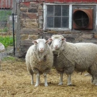 Shady Hill Sheep & Wool Farm 