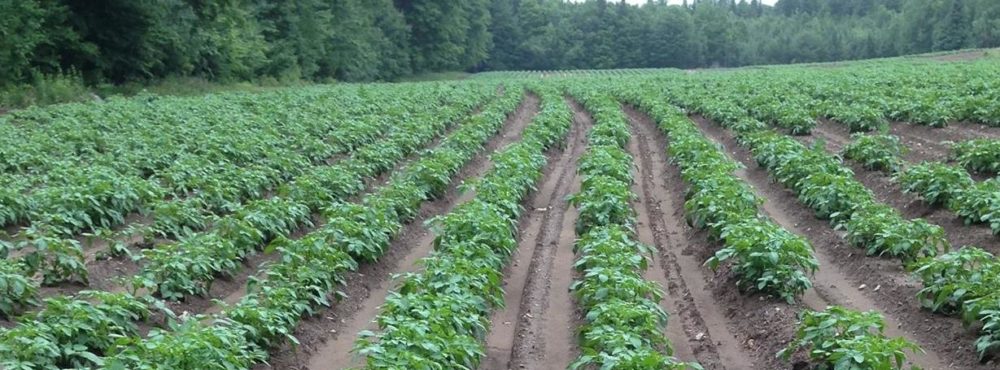 Tucker Farms Inc