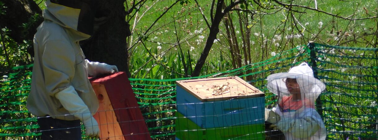 Miss Bee Haven