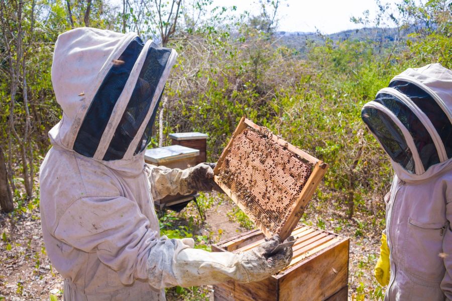 Beekeepers inspecting honeycomb in a beehive